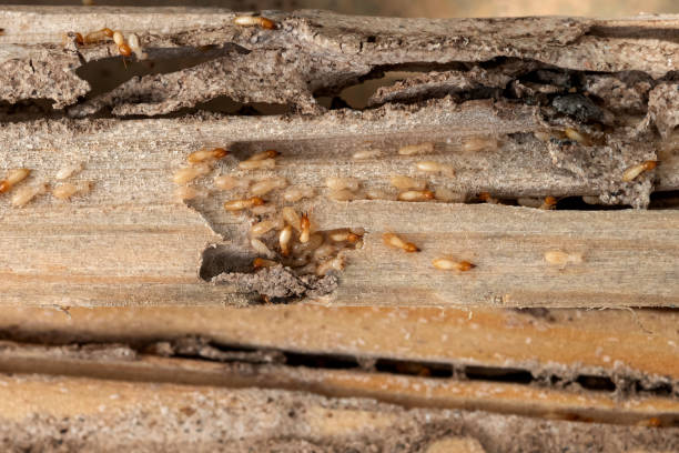 Best Pest Removal Services  in Braddock Heights, MD